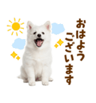 毎日使える！感情ゆたかでかわいいスピッツ（個別スタンプ：17）