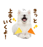 毎日使える！感情ゆたかでかわいいスピッツ（個別スタンプ：19）