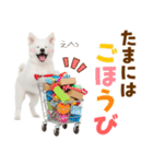 毎日使える！感情ゆたかでかわいいスピッツ（個別スタンプ：20）