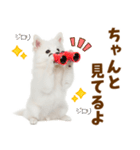 毎日使える！感情ゆたかでかわいいスピッツ（個別スタンプ：23）