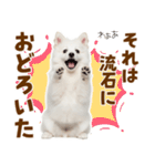 毎日使える！感情ゆたかでかわいいスピッツ（個別スタンプ：24）