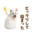 毎日使える！感情ゆたかでかわいいスピッツ（個別スタンプ：25）