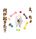 毎日使える！感情ゆたかでかわいいスピッツ（個別スタンプ：26）