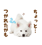 毎日使える！感情ゆたかでかわいいスピッツ（個別スタンプ：28）
