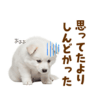 毎日使える！感情ゆたかでかわいいスピッツ（個別スタンプ：29）