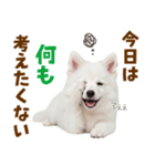 毎日使える！感情ゆたかでかわいいスピッツ（個別スタンプ：30）