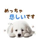 毎日使える！感情ゆたかでかわいいスピッツ（個別スタンプ：31）
