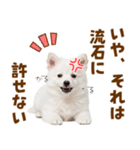 毎日使える！感情ゆたかでかわいいスピッツ（個別スタンプ：32）