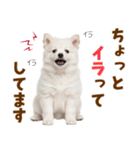 毎日使える！感情ゆたかでかわいいスピッツ（個別スタンプ：33）