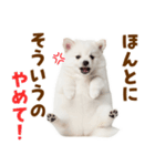 毎日使える！感情ゆたかでかわいいスピッツ（個別スタンプ：34）