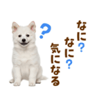 毎日使える！感情ゆたかでかわいいスピッツ（個別スタンプ：35）