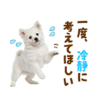毎日使える！感情ゆたかでかわいいスピッツ（個別スタンプ：36）