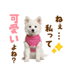 毎日使える！感情ゆたかでかわいいスピッツ（個別スタンプ：37）