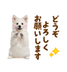 毎日使える！感情ゆたかでかわいいスピッツ（個別スタンプ：39）