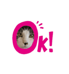 にぼネコ（個別スタンプ：1）