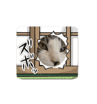 にぼネコ（個別スタンプ：3）