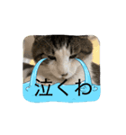 にぼネコ（個別スタンプ：5）