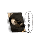 にぼネコ（個別スタンプ：7）