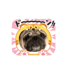 動くパグのもんちゃん 日常版（個別スタンプ：8）