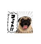 動くパグのもんちゃん 日常版（個別スタンプ：14）