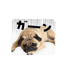 動くパグのもんちゃん 日常版（個別スタンプ：15）