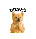 夏に使える♡かわいいポメラニアン（個別スタンプ：15）