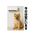 夏に使える♡かわいいポメラニアン（個別スタンプ：17）