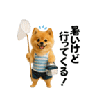 夏に使える♡かわいいポメラニアン（個別スタンプ：19）