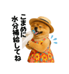 夏に使える♡かわいいポメラニアン（個別スタンプ：20）