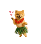 夏に使える♡かわいいポメラニアン（個別スタンプ：24）