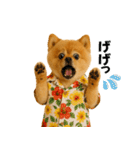 夏に使える♡かわいいポメラニアン（個別スタンプ：27）