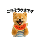 夏に使える♡かわいいポメラニアン（個別スタンプ：33）