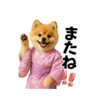 夏に使える♡かわいいポメラニアン（個別スタンプ：34）
