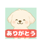 ゆるっとかわいいマルチーズ【ふわふわ犬】（個別スタンプ：1）
