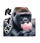 夏ごりら。(夏以外も凄く使える返信超便利)（個別スタンプ：9）