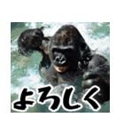 夏ごりら。(夏以外も凄く使える返信超便利)（個別スタンプ：15）
