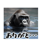 夏ごりら。(夏以外も凄く使える返信超便利)（個別スタンプ：17）
