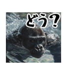 夏ごりら。(夏以外も凄く使える返信超便利)（個別スタンプ：30）