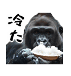 夏ごりら。(夏以外も凄く使える返信超便利)（個別スタンプ：31）