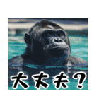 夏ごりら。(夏以外も凄く使える返信超便利)（個別スタンプ：34）