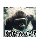 夏ごりら。(夏以外も凄く使える返信超便利)（個別スタンプ：39）