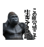 筋トレ報告ゴリラ 2（個別スタンプ：8）