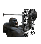 筋トレ報告ゴリラ 2（個別スタンプ：10）