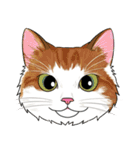 いろんな猫の顔（個別スタンプ：1）