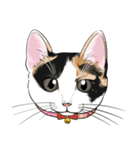 いろんな猫の顔（個別スタンプ：4）