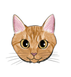 いろんな猫の顔（個別スタンプ：5）