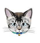 いろんな猫の顔（個別スタンプ：8）