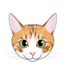 いろんな猫の顔（個別スタンプ：10）