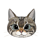 いろんな猫の顔（個別スタンプ：11）