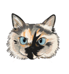 いろんな猫の顔（個別スタンプ：12）
